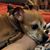 Amy Hutson's profile image