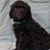 MB Boswell's profile image