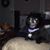 Debbie Dean Hunt's profile image