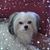 Cher Gauvin's profile image