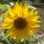 Jozette Forness's profile image