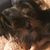 Cokito Sanchez's profile image