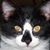 April Abrams's profile image