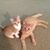 Elaine S. Wozniak's profile image