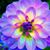 Mary McQuage's profile image