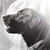 Greg Klocke's profile image