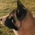 Douglas Kozeluh's profile image