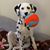 Carol DeFelice's profile image