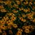 Agafia Andreyev's profile image