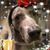 Chris Strang Boldrick's profile image