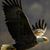 PL Griffi's profile image