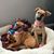 Tara Gamache Crane's profile image