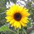 Olga Torres Inglebritson's profile image
