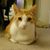 KingTart Meow's profile image