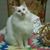 Joni Blankenship's profile image