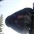 Will Carossino's profile image
