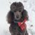 Allison M Wilcox's profile image