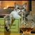 Michael J Macare's profile image