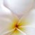 Nichole Giard's profile image