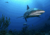 alex r.'s profile image