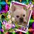 Bonnie Tracy's profile image