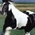 Corenna Chagnon's profile image