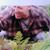 David Amaral's profile image