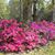 Tracy Roden Allen's profile image