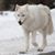 Sandy Rode VanCauwenbergh's profile image