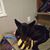 Natasha Pritchett's profile image