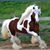 Kelly Shepherd's profile image