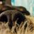 Lisa Faulkner's profile image