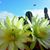 Lila Bradshaw Brown Jimenez's profile image
