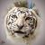 Serene Savarese's profile image