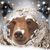 Britain B Senn's profile image