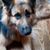 Jana Williams Resch's profile image