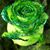 Golden Blossom Flowers's profile image