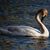 Cheryl Phillips's profile image