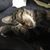 Celess Edinger's profile image
