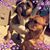 Cindy Cilona Baiocco's profile image