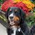Julie Perez's profile image