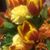 Helen Hayes's profile image