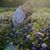 Athina Trujillo's profile image