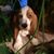 Attitodd Todd's profile image