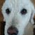 Linda Siar's profile image