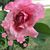 Tabitha Perez's profile image