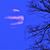 Donna Shepherd's profile image