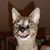 Cat Wallis's profile image