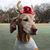 Jennifer Rodriguez Sparks's profile image