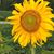 Deborah Bush's profile image